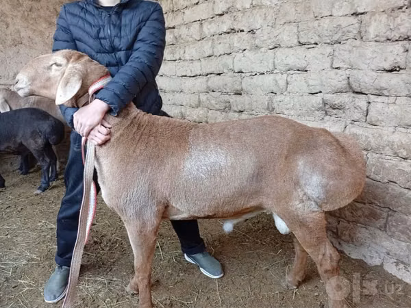 Bélier, Rhon sheep