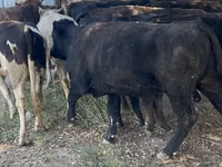 Taureau, Aberdeen-Angus — photo 2