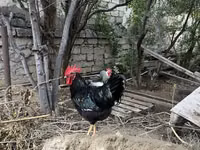 Chickens — 写真 2