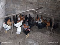 Chickens — 写真 2