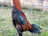 Chickens — الصورة 2