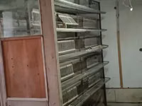 Լորի վանդակներ լորի վանդակներ — foto 2