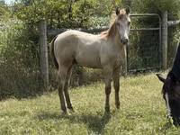 Cheval, Kentucky mountain daddle horse — photo 6