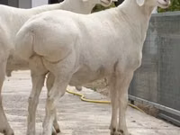 Bélier, Moutons — photo 1