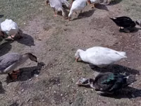 Geese — zdjęcie 3