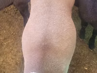 Widder, Rhon sheep — Foto 1