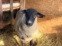 Qoʻchqor, White Suffolk sheep — 2-rasm
