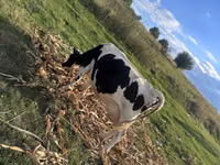 İnək, Kasta inəyi — foto 4
