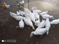 Geese — ფოტო 5