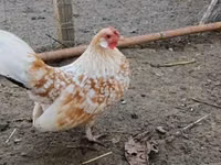 Danish hen — 1-rasm