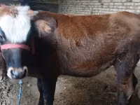 Krowa, Kalmucka rasa — zdjęcie 2