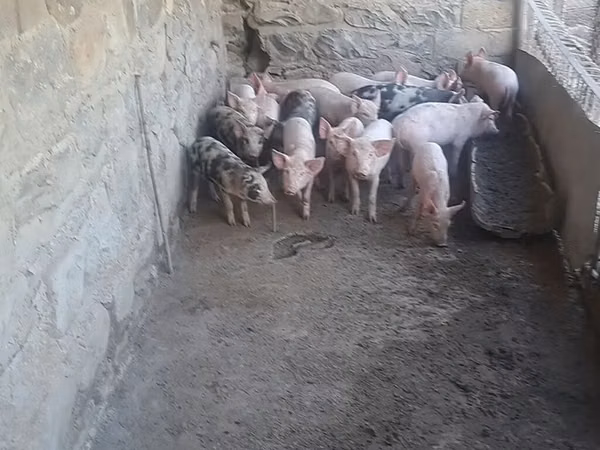 Truie, Porcs