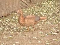 Ducks — photo 5