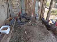 Gallina eslovena barrada — foto 1