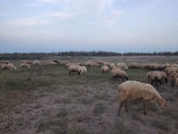 Schafe (Partie, Geschlecht nicht angegeben), Schafe — Foto 3