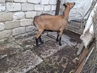 Ешкі, Italian Alpine goat — 4-сурет
