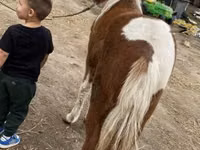 母马, Horses — 照片 3