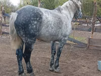 Koń, Percheron — zdjęcie 3