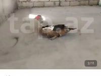 domácí kachna pižmová — foto 1