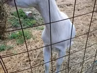 Koza, Saanen goat — foto 6