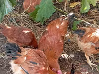 Chickens — Foto 5