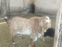 ஆண் வெள்ளாடு, Beetal goats — புகைப்படம் 2