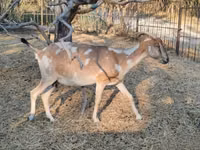 Keçi, Nubian Goat — foto 4