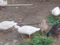 Ducks — 写真 2