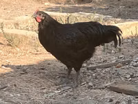 Chickens — Foto 3