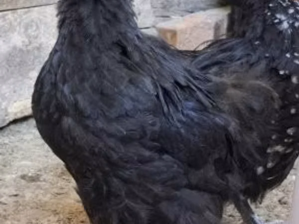 ორპინგტონი
