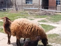 Qoç, Qoyunlar — foto 5