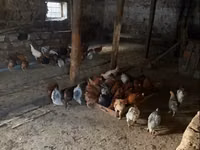 Chickens — zdjęcie 1
