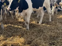 Buqa, Russian Black pied cattle — 5-rasm