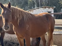 Mare, Arabian horse — photo 8