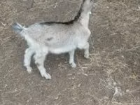 Billy Goat, Goats — photo 2