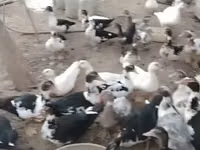 Ducks — zdjęcie 5