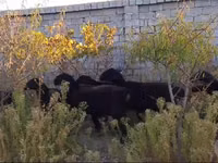 Ovelha, Hissar sheep — foto 6