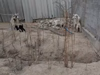 Cabra, Cabras — foto 8