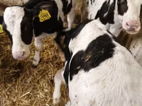 Bull, Holstein breed — photo 1