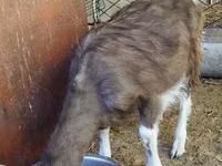 Taka, Toggenburg goat — 4-rasm