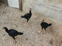 Chickens — 写真 2