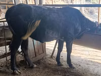 母牛, Cattle — 照片 6