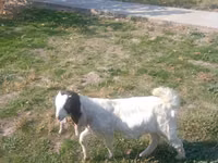 Cabra, Nubian Goat — foto 3