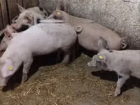 Locha, Świnie — zdjęcie 5