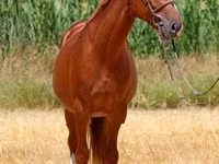 حصان, Kisber felver — الصورة 4