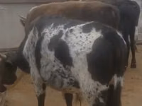母牛, Cattle — 照片 2