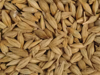 Orz — புகைப்படம் 1