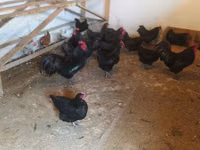 Australorp — foto 2