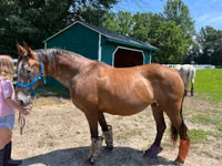 Yegua, Appaloosa — foto 4