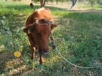 गाय, मवेशी — फ़ोटो 1